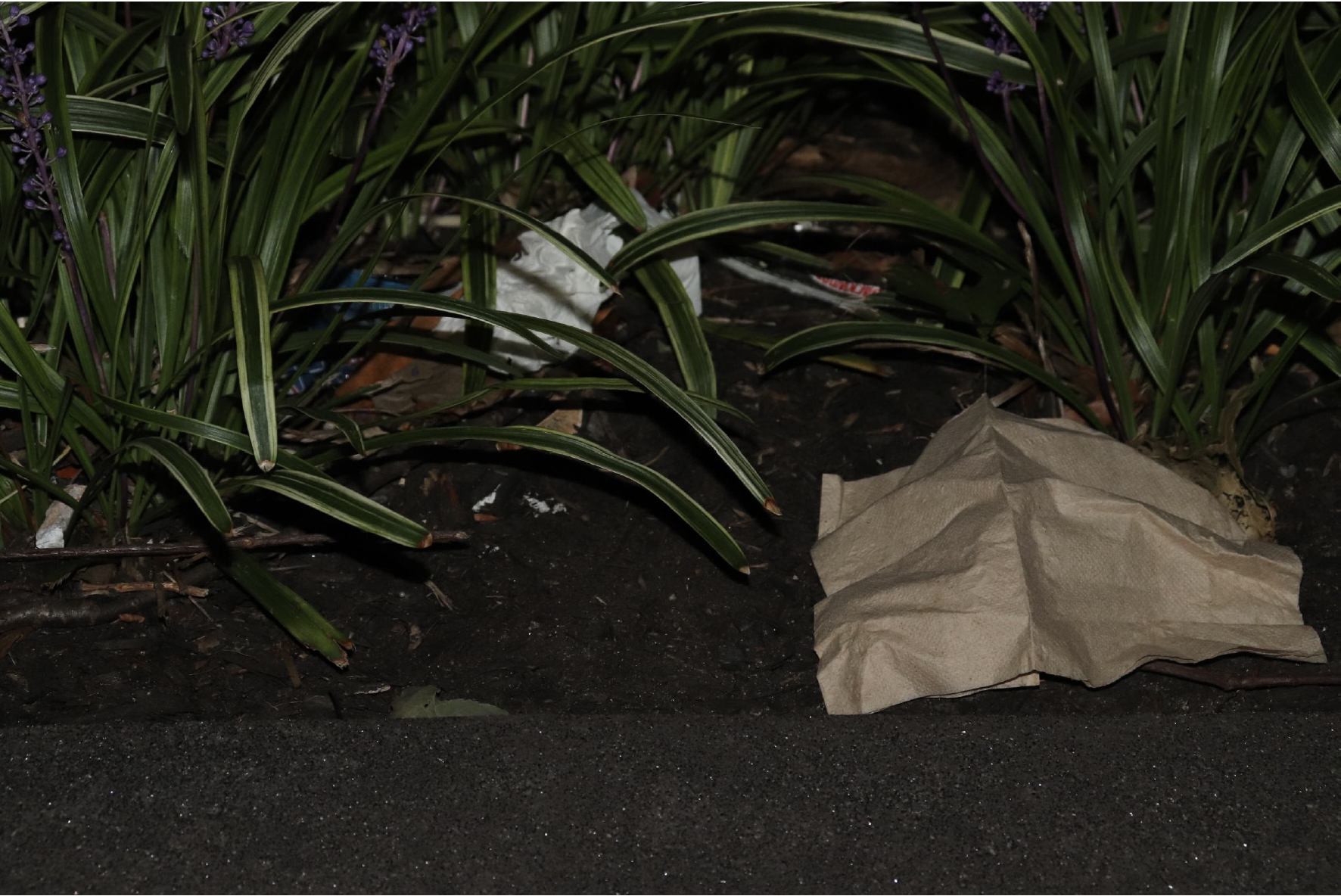 image of a single used brown tissue on the path that bridges the road and a garden bed. 
                        Within the garden bed, among other tiny wrappers, hides a crumpled white plastic bag, once again, peeking behind thin and long leaves